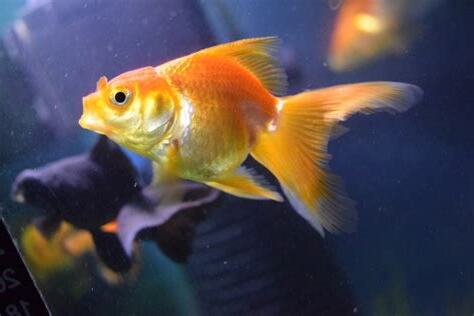 金魚 淡水魚